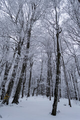 Winter landscape between Azuga and Valea Grecului. Road marked with a yellow triangle. Romania.