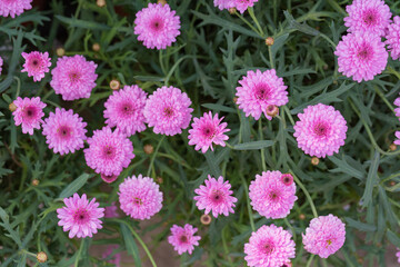 Asteraceae Chrysanthemum flowers wood outdoor blooming pink，Argyranthrmum frutescens