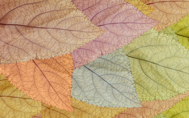 Fototapeta na wymiar image of many colorful autumn leaves close-up..Many colorful beautiful autumn leaves as background