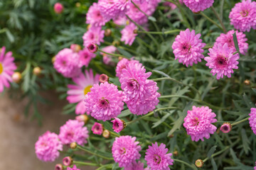 Asteraceae Chrysanthemum flowers wood outdoor blooming pink，Argyranthrmum frutescens