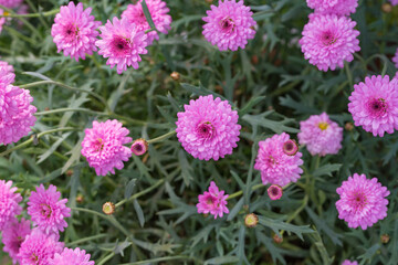 Obraz premium Asteraceae Chrysanthemum flowers wood outdoor blooming pink，Argyranthrmum frutescens