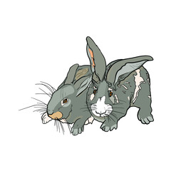 Rabbits illustration. Isolated hares for printing on postcards, preparation for designers, pet shops, farms, 