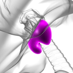 Thyroid Gland Anatomy For Medical Concept 3D