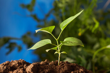 young plant in the ground