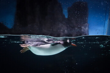 Penguin in an Aquarium