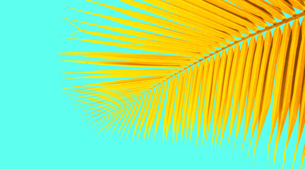 yellow tropical coconut leaf isolated on blue background, toned process