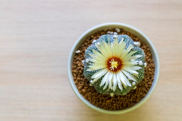 The cactus is blooming beautiful yello, astrophytum