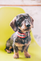 portrait of a dachshund