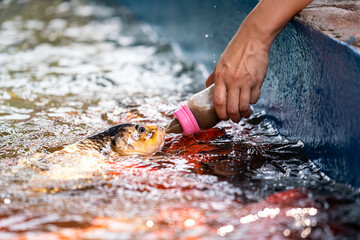 Action of feeding food for Koi fish or Crap fish in the water pond by using the milk bottle which...