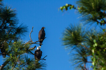 American Bald Eagle with one of its young.