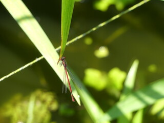Adonislibelle am Teich