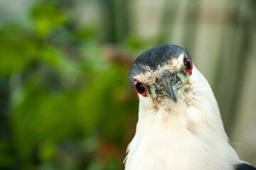 I think this Black-Crested Night Heron was as curious about me as I was it.