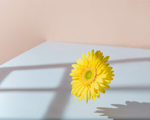 Bright yellow daisy, sunlit. Simple concept with a window shadow over a white table and beige wall.