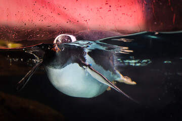 Fototapeta na wymiar Penguin in Aquarium