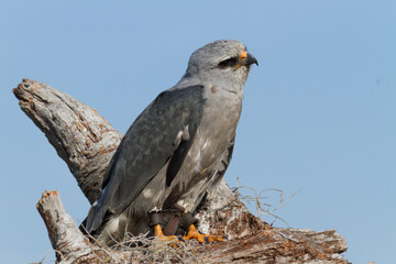 Profile of a Mississippi Kite