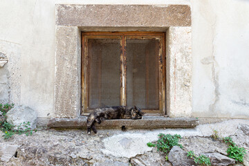 A dark motley cat sleeps sweetly on the stone windowsill of an old house on a hot summer day