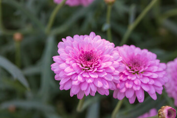 Asteraceae Chrysanthemum flowers wood outdoor blooming pink，Argyranthrmum frutescens