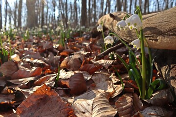 Blühende Märzenbecher (Leucojum vernum) im Wald