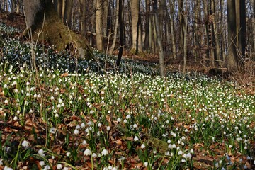 Obraz premium Blühende Märzenbecher (Leucojum vernum) im Wald