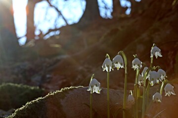 Blühende Märzenbecher (Leucojum vernum) im Wald