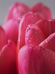 Close-up of pink tulips isolated on a white background