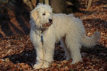 Sechs Monate alter Goldendoodle im Wald