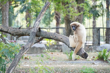 white-handed gibbon is sitting on tree branch and looking at camera
