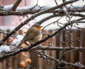 Naklejka premium European robin sitting on an apple tree