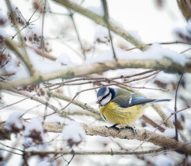 Naklejka premium Blue tit bird sitting on a snow covered tree