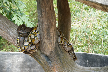 Boa constrictor is on tree with trees background