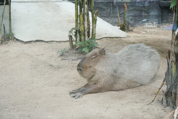 Capybara is sleeping on sand with two feets straight