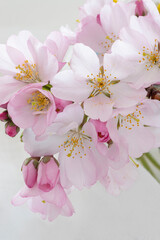 Close-up of pink and white Japanese cherry blossoms 