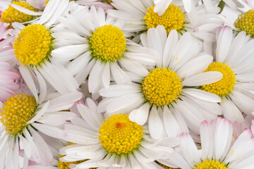 Close-up of daisies in springtime