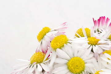 Close-up of daisies in springtime
