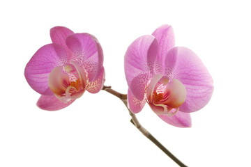 Fototapeta na wymiar Deux fleurs d'Orchidée. Carte pour la Saint-Valentin 