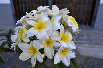 Flor plumeria blanca