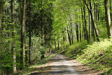 Obraz premium path in the woods