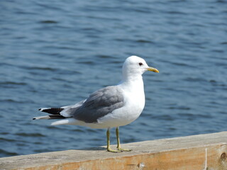 seagull on the pier