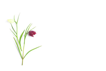 floral concept. springing fresh delicate flowers on a white background. top view, place for text