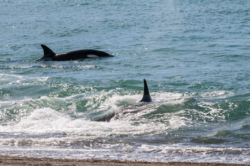 Fototapeta premium Killer whale hunting sea lions, Peninsula valdes, Patagonia Argentina