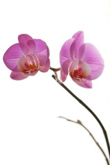 Branche avec belles fleurs d'orchidée sur fond blanc