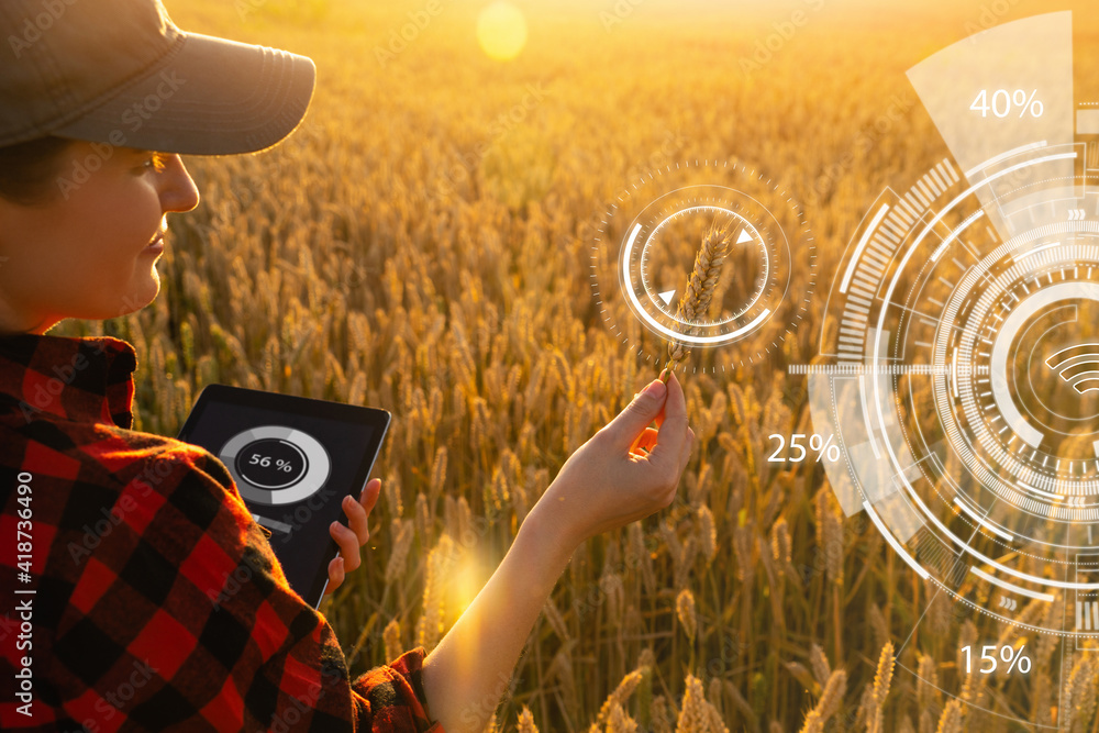 Wall mural farmer in a wheat field at sunset. wheat analysis infographics.