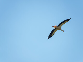 (Ciconia ciconia)  White stork in slow flight, regular wing strokes, neck outstretched and great wingspan