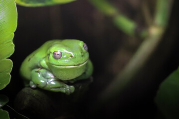 green tree frog