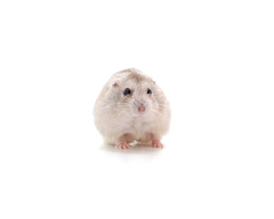 One little white hamster.