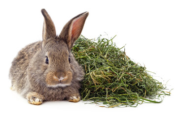 Brown rabbit on hay.