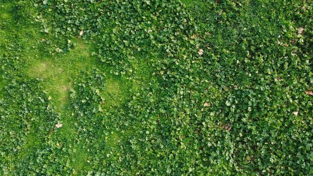 Top view of  fresh green grass turf and ivy aerial view in a park during spring. Flying above park with green grass turf and ivy. Drone flying view.
