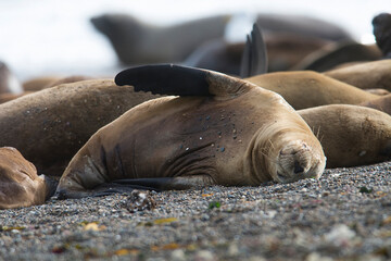 Male Sea Lion , Patagonia, Argentina