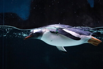 Penguin in aquarium