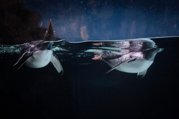 shark in the sea